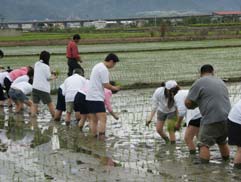 白花油的一亩田活动2009d
