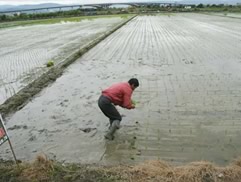 白花油的一亩田活动2009k