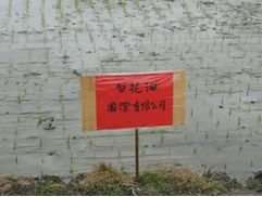 白花油的一畝田活動2009f