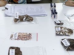 植物園中藥之旅圖片